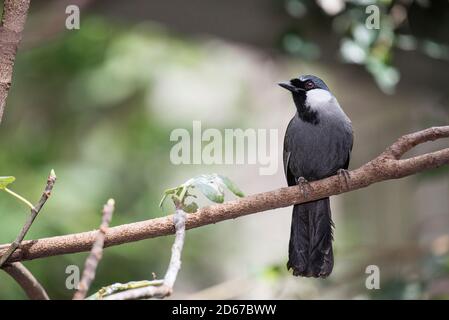 Die Schwarzkehldrossel (Garrulax chinensis) ist eine Vogelart aus der Familie der Leiothrichidae. Stockfoto