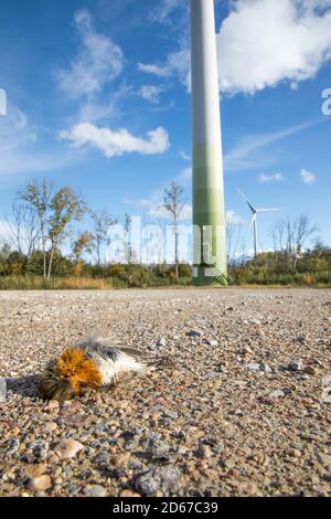 Toter Robin am Boden - Opfer eines Zusammenstoßes mit der Windenergieanlage Stockfoto
