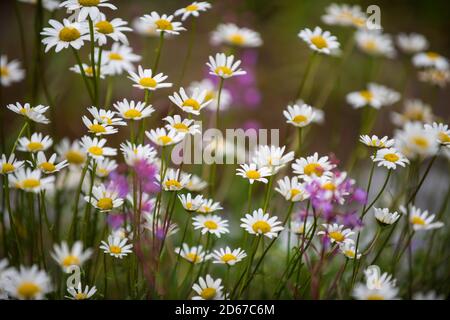 Ochsenäugige Gänseblümchen (Leucanthemum vulgare), Wiese, San Juan Mountains, CO, USA, von Bruce Montagne/Dembinsky Photo Assoc Stockfoto