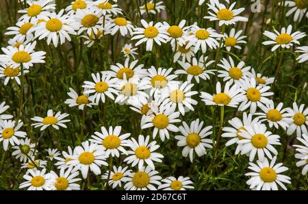 Ochsenäugige Gänseblümchen (Leucanthemum vulgare), Wiese, San Juan Mountains, CO, USA, von Bruce Montagne/Dembinsky Photo Assoc Stockfoto