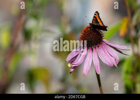 Eine Nahaufnahme eines Admiral Schmetterlings, der auf einer blühenden rosafarbenen Kornblume aufschlug. Die Blume hat gewellte Blütenblätter. Stockfoto