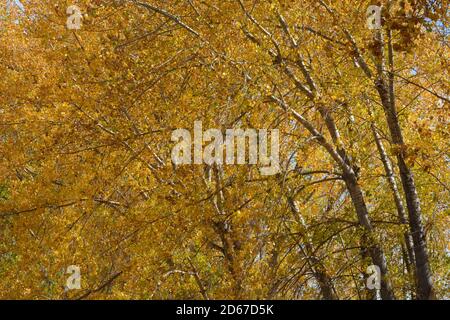 Trockene goldene Herbstbaumblätter Stockfoto