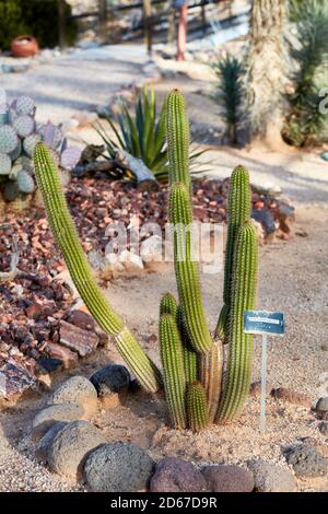 Red Torch Cactus, Arizona Stockfoto