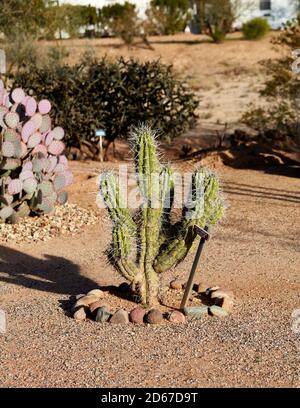 Toothpick Cactus, Arizona Stockfoto