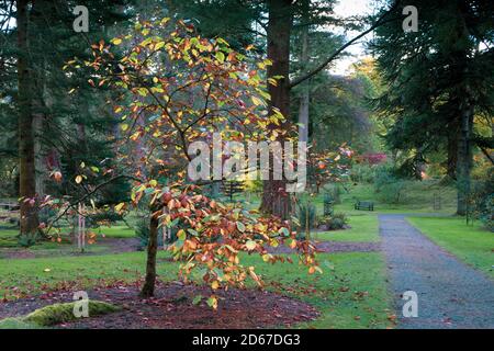 ben mehr botanischen Garten Stockfoto