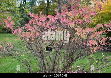ben mehr botanischen Garten Stockfoto