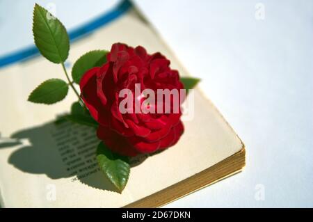 Eine rote Rose mit einigen Blättern auf dem Cover eines romantischen Literaturbuches. Romantisches konzeptuelles Bild mit Kopierraum Stockfoto