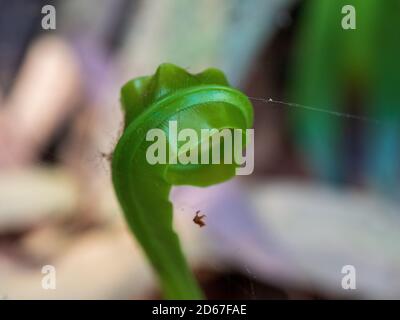 Vogelnest Fern, eine Spirale, die sich entfaltet, mit einem winzigen Faden Spinnenseide Stockfoto