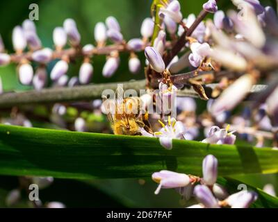 Bienen, Eine lustige Nahaufnahme einer flauschigen goldenen Biene, die auf dem Kopf steht, auf einem langen grünen Blatt inmitten kleiner, hübscher, violetter Mauvenblüten Stockfoto