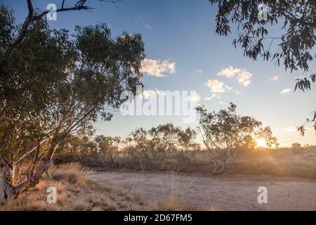 Trockenes Bachbett mit River Red Gums (Eucalyptus camaldulensis), Bough Shed Hole, Bladensburg National Park, Queensland Stockfoto