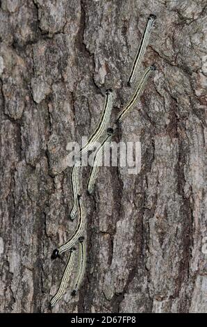 Prominente Motten, Datana sp., Posteiche aufmarschieren, Quercus stellata Stockfoto