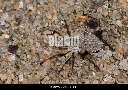 Wolf Spider, Arctosa littoralis, weiblich mit Jungen Stockfoto