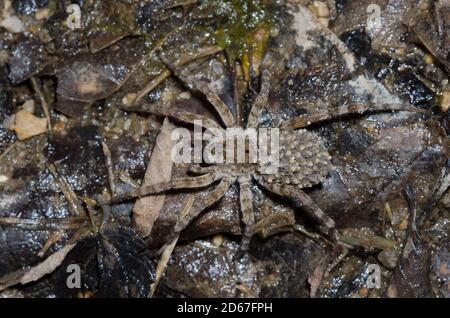 Wolf Spider, Arctosa littoralis, weiblich mit Jungen Stockfoto