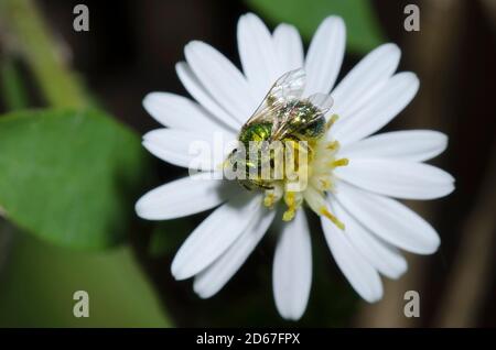 Schweißbiene, Tribe Augochlorini, Nahrungssuche auf Weißer Heide Aster, Symphyotrichum ericoides Stockfoto