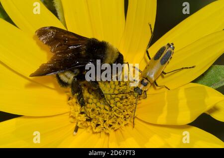 American Bumble Bee, Bombarbus pensylvanicus, und Goldrud Soldier Beetle, Chauliognathus pensylvanicus, auf der Nahrungssuche Maximilian Sonnenblume Stockfoto