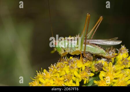 Großwiese Katydid, Orchelimum sp., weiblich Stockfoto