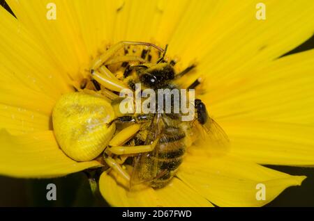 Weißbanderling Krabbenspinne, Misumenoides formosipes, Fütterung auf gefangenen Honigbiene, APIs mellifera, mit Freeloader Freeloader Fly, Familie Milichiidae Stockfoto