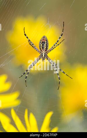 Gebändertes Argiope, Argiope trifasciata, in Patch von Maximilian Sonnenblume, Helianthus maximiliani Stockfoto