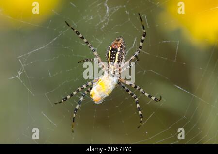 Gebändertes Argiope, Argiope trifasciata, Fütterung auf kürzlich eingewickelten Honigbiene, APIs mellifera, Beute in Patch von Maximilian Sonnenblume Stockfoto