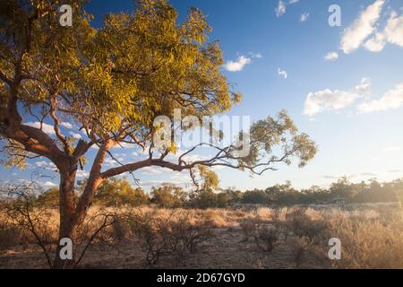 Desert Bloodwood (Corymbia terminalis), Bough Shed Hole, Bladensburg National Park, Queensland Stockfoto