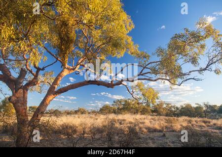 Desert Bloodwood (Corymbia terminalis), Bough Shed Hole, Bladensburg National Park, Queensland Stockfoto