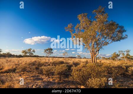 Wüstenblutholz (Corymbia terminalis), blauer Himmel und Spinifex in der Nähe von Bough Shed Hole, Bladensburg National Park, Winton. Outback Queensland. Stockfoto