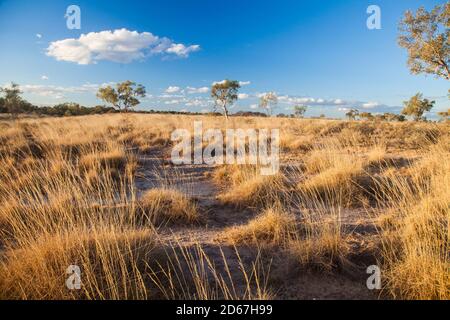 Blauer Himmel, Wolken und Spinifex in der Nähe von Bough Shed Hole, Bladensburg Nationalpark, Winton. Outback Queensland. Stockfoto