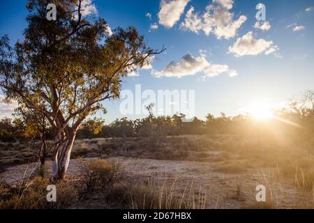 River Red Gum (Eucalyptus camaldulensis) bei Sonnenuntergang, Bough Shed Hole, Bladensburg National Park, Queensland Stockfoto