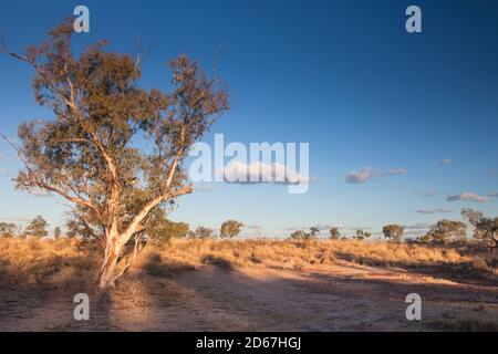 River Red Gum (Eucalyptus camaldulensis) und spinifex, Bough Shed Hole, Bladensburg National Park, Queensland. Stockfoto