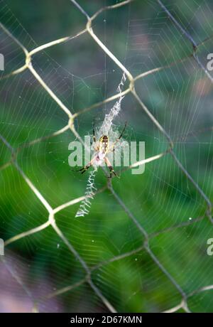 Eine schwarz-gelbe Gartenspinne beobachtet ihr verschlungenes Netz, das auf einem Kettengliederzaun in Fort Wayne, Indiana, USA, gesponnen wurde. Stockfoto