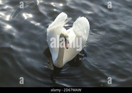 Schöne weiße schwimmen in einem kleinen Teich in einem Park in New York, USA. Blick auf den wunderschönen weißen Schwan, der vom dunklen Wasser umgeben ist. Stockfoto