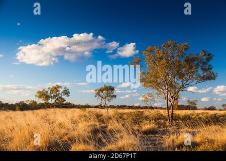 Blauer Himmel, Wolken und Spinifex in der Nähe von Bough Shed Hole, Bladensburg Nationalpark, Winton. Outback Queensland. Stockfoto