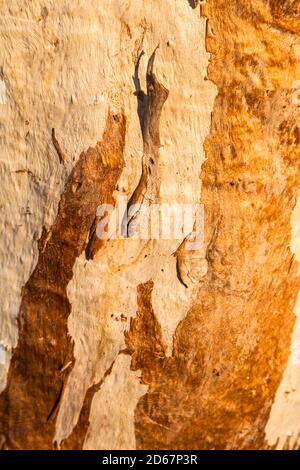 Nahaufnahme der Rinde des Flusses Red Gum (Eukalyptus camaldulensis), Bough Shed Hole, Bladensburg National Park, Queensland. Stockfoto