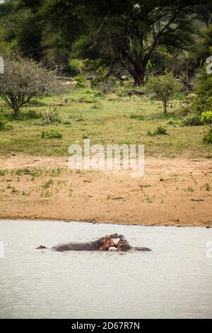 Fernansicht zweier großer afrikanischer Hippopotamus, die sich im Kampf befinden Ein Fluss in einem südafrikanischen Wildreservat Stockfoto