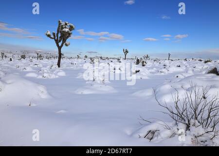 Joshua Tree, Kalifornien, USA. Dezember 2019. Seltener Schneefall bedeckt den Boden und Joshua Bäume im Joshua Tree National Park. Der Park ist ein ausgedehntes Schutzgebiet in Südkalifornien. Es zeichnet sich durch zerklüftete Felsformationen und karge Wüstenlandschaften aus. Benannt nach den verdrehten, mit Borsten bewachsenen Joshua-Bäumen der Region, erstreckt sich der Park über die mit Kakteen übersäte Colorado Desert und die Mojave Desert, die höher und kühler ist. Quelle: Ruaridh Stewart/ZUMA Wire/Alamy Live News Stockfoto