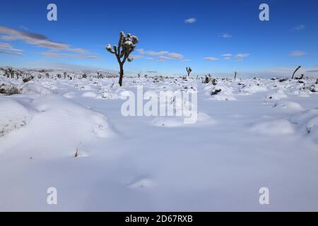 Joshua Tree, Kalifornien, USA. Dezember 2019. Seltener Schneefall bedeckt den Boden und Joshua Bäume im Joshua Tree National Park. Der Park ist ein ausgedehntes Schutzgebiet in Südkalifornien. Es zeichnet sich durch zerklüftete Felsformationen und karge Wüstenlandschaften aus. Benannt nach den verdrehten, mit Borsten bewachsenen Joshua-Bäumen der Region, erstreckt sich der Park über die mit Kakteen übersäte Colorado Desert und die Mojave Desert, die höher und kühler ist. Quelle: Ruaridh Stewart/ZUMA Wire/Alamy Live News Stockfoto