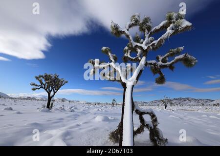 Joshua Tree, Kalifornien, USA. Dezember 2019. Seltener Schneefall bedeckt den Boden und Joshua Bäume im Joshua Tree National Park. Der Park ist ein ausgedehntes Schutzgebiet in Südkalifornien. Es zeichnet sich durch zerklüftete Felsformationen und karge Wüstenlandschaften aus. Benannt nach den verdrehten, mit Borsten bewachsenen Joshua-Bäumen der Region, erstreckt sich der Park über die mit Kakteen übersäte Colorado Desert und die Mojave Desert, die höher und kühler ist. Quelle: Ruaridh Stewart/ZUMA Wire/Alamy Live News Stockfoto