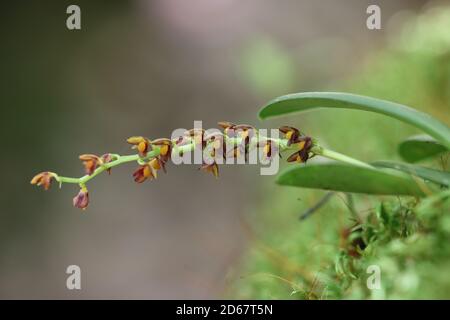 Bulbophyllum cornu-cervi aus Wangdue Phodrang Stockfoto