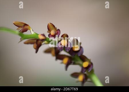 Bulbophyllum cornu-cervi aus Wangdue Phodrang Stockfoto