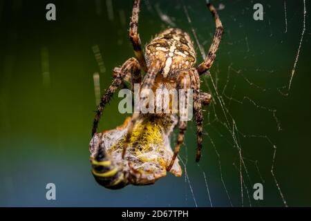 Europäische Gartenspinne (Araneus diadematus) beim Wespenessen im Donau-Drau-Nationalpark (Duna-Dráva Nationalpark), Ungarn Stockfoto