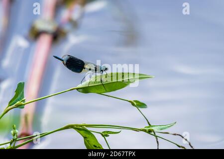 Gebändertes demoiselle (Calopteryx splendens) Ruhen Sie sich auf einem Blatt am Ufer der Drau aus Stockfoto