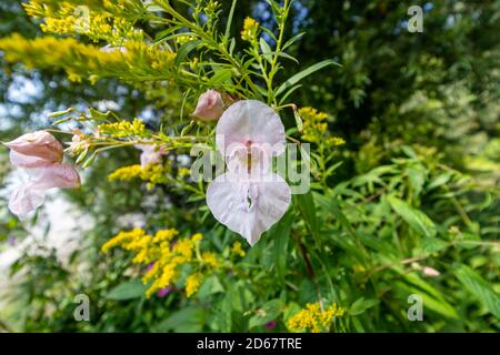 Polizist Helmblume (Impatiens glandurifera) im Donau-Drau-Nationalpark (Duna-Dráva Nationalpark), Ungarn Stockfoto