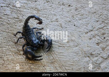 Schwarzer Kaiser Skorpion auf dem Sand Stockfoto