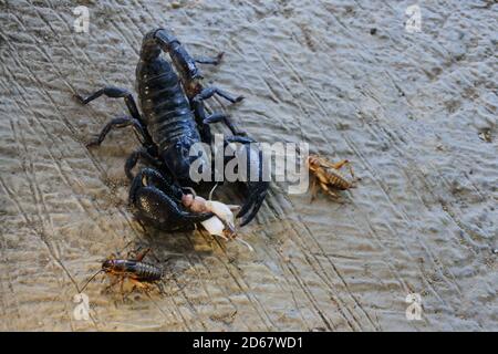 Schwarzer Kaiser Skorpion auf dem Sand preying auf Insekten Stockfoto