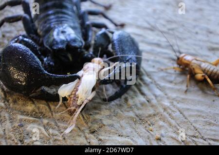 Schwarzer Kaiser Skorpion auf dem Sand preying auf Insekten Stockfoto