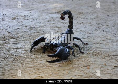 Schwarzer Kaiser Skorpion kriechen auf dem Sand Stockfoto