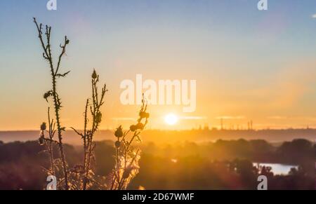 Trockene Distelzweige zeichnen sich in Silhouette vor dem Hintergrund aus Der scharlachroten Morgendämmerung mit der aufgehenden Sonne und Fabrik Kamine am Horizont Stockfoto