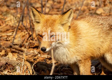 Ein Fuchs unter trockenem Herbstgras am Kap Tobizin auf russischer Insel in Wladiwostok. Stockfoto