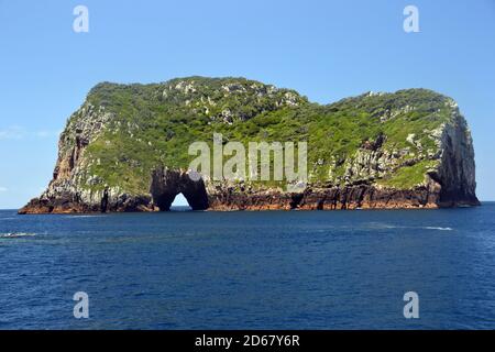 Torbogen Island, Tawhiti Rahi, Poor Knights Islands Natur Reservat, Bay of Islands, Nordinsel, Neuseeland Stockfoto