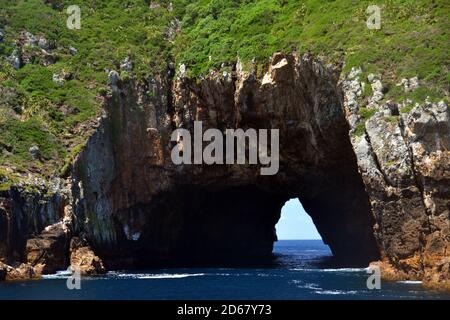 Torbogen Island, Tawhiti Rahi, Poor Knights Islands Natur Reservat, Bay of Islands, Nordinsel, Neuseeland Stockfoto